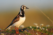 Ruddy turnstone bird in Alaska