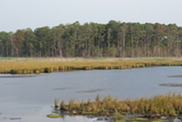 Tidal wetland