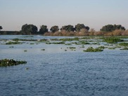 AquaticVeg