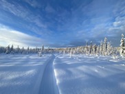 Tundra covered in snow with evergreen trees