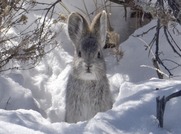 Small white rabbit in snow faces camera