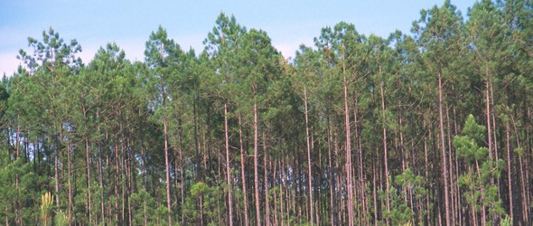 A stand of evergreen forest
