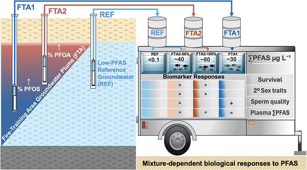 PFAS Mixture Composition and Internal Exposure Profiles Shape Biological Responses under Field-Realistic Exposure