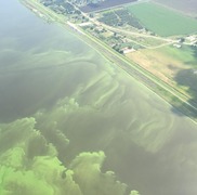 Cyanobacterial bloom in Lake Okeechobee, FL.