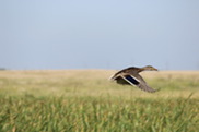 Mallard hen in flight