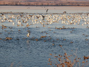 Large group of waterfowl on wetland