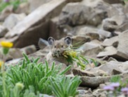 American pika eating plants