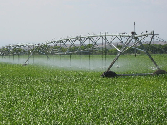 A center pivot irrigation water system sprays water on a cornfield in Arizona