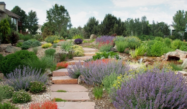 Drought Tolerant Garden