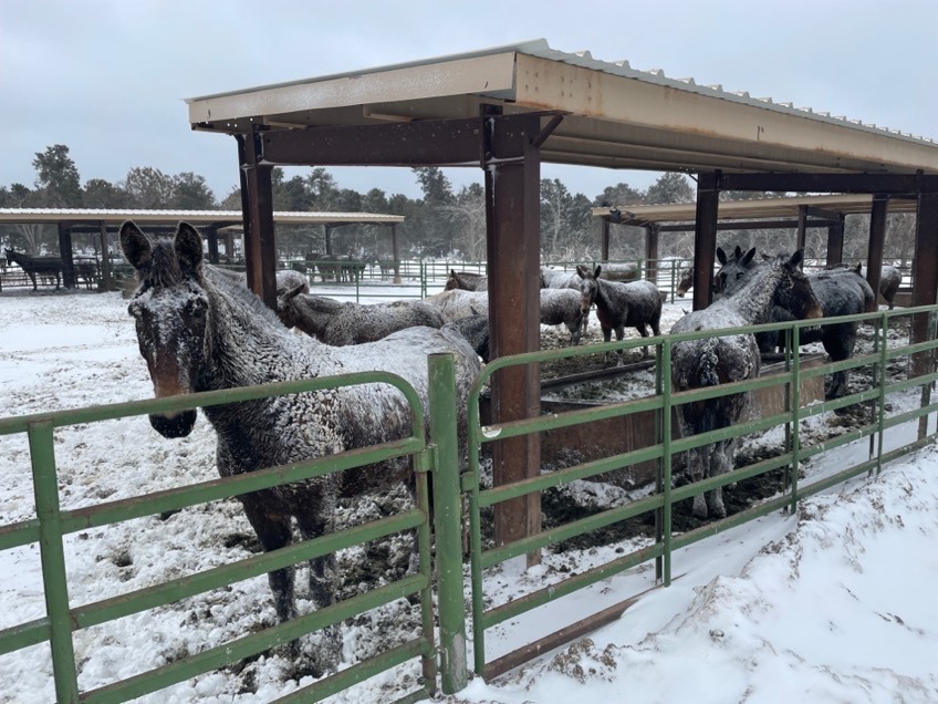 Mules in storm 