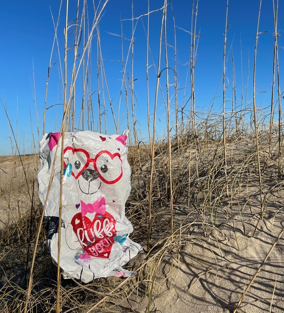 Balloon found in dune at Cape Hatteras National Seashore by biotechs.