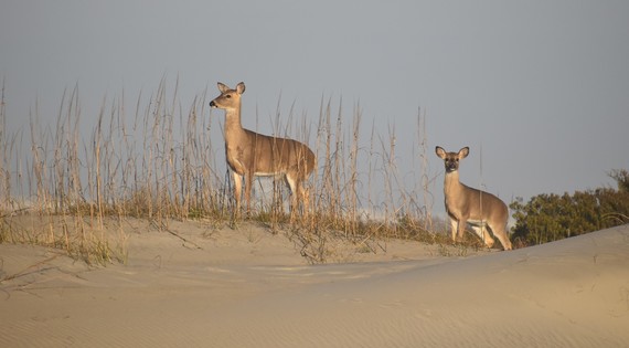 Two white-tailed deer meander cautiously through the dunes on Bodie Island.