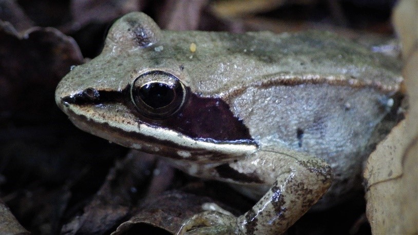 Brown wood frog with a black mask