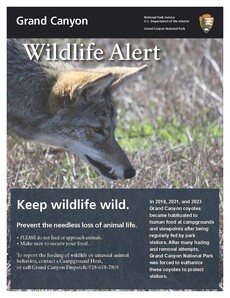 Coyote Wildlife Alert