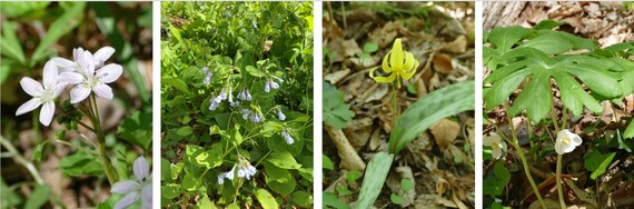 Four spring wildflowers from left to right spring beauties, Virginia bluebell, trout lily, and mayapple.