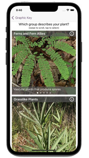 Flora Quest app as seen on phone