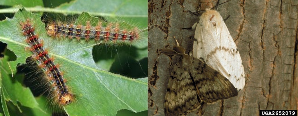 On left, two hairy spongy moth caterpillars on a leaf. On right, two moths, one brown and one white.