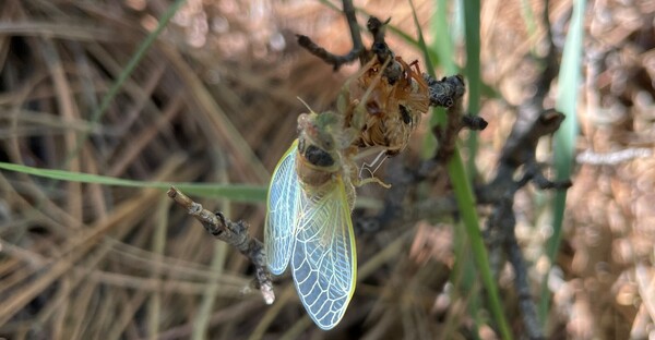 Cicada