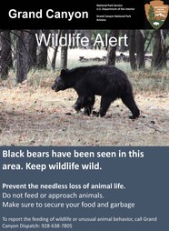 Black Bear warning