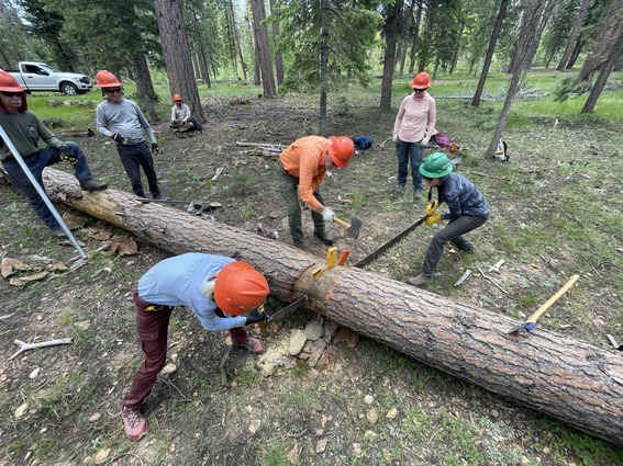 several people in hardhats in a forested area. two people using a crosscut saw on a fallen tree