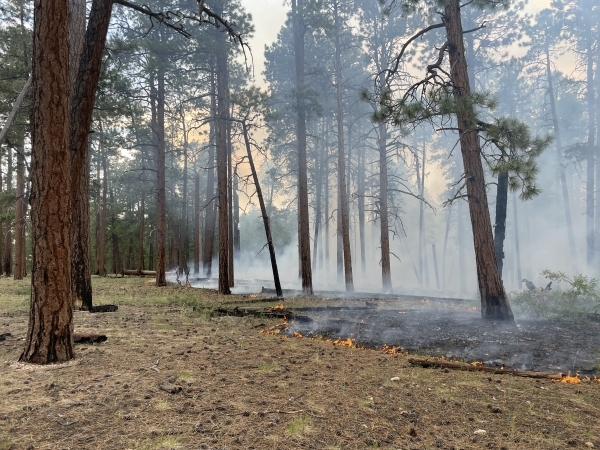 a smoking ground fire moving through a forested area