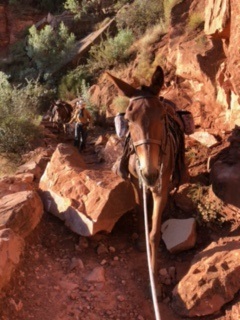a mule stepping around a large rock in a trail with a man in a cowboy hand in the background