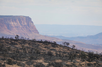 an area of burned vegetation in an arid canyon