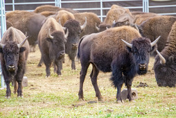 several bison standing inside of a metal fence