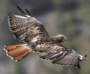 a red tailed hawk in flight