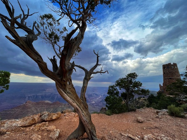 a gnarled tree and a stone tower on the rim of a canyon