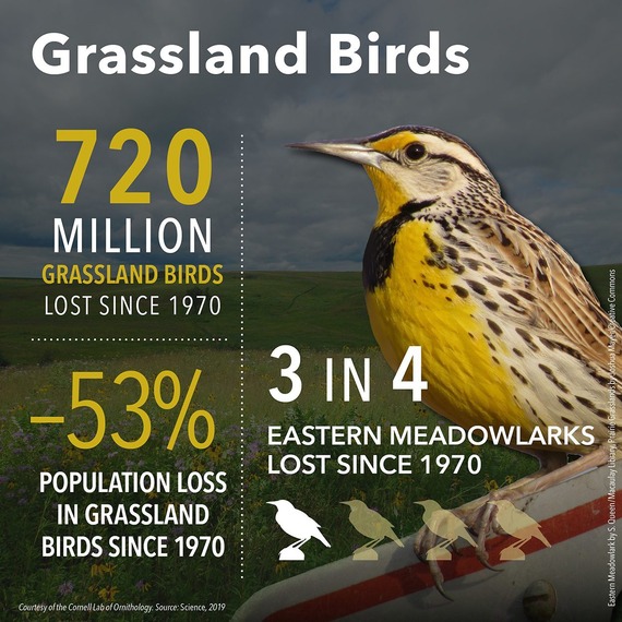 Infographic showing large yellow and brown eastern meadowlark on right with statistics about grassland bird decline on left