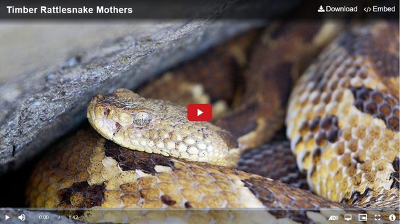 Screenshot of a coiled rattlesnake with an open eye and video player controls overlaid