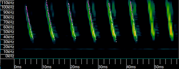 spectrogram showing green and pink vertical marks on a black background representing high frequency bat echolocations