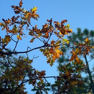 oak leaves