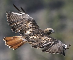 a red-tailed hawk in flight
