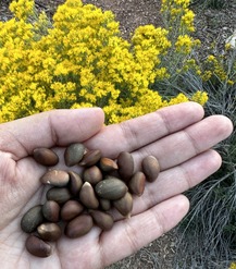 Pinyon nuts in hand
