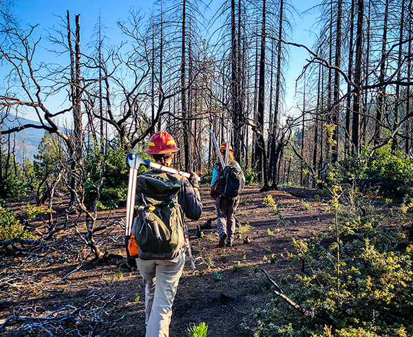 Researchers carry equipment across a burned clearing to study post-fire monitoring plots. Photo by Morris C. Johnson, USFS.