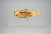 A taxidermy fish with a slit in its side.