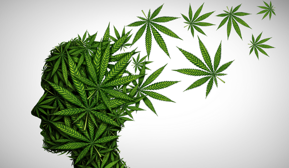 Marijuana brain