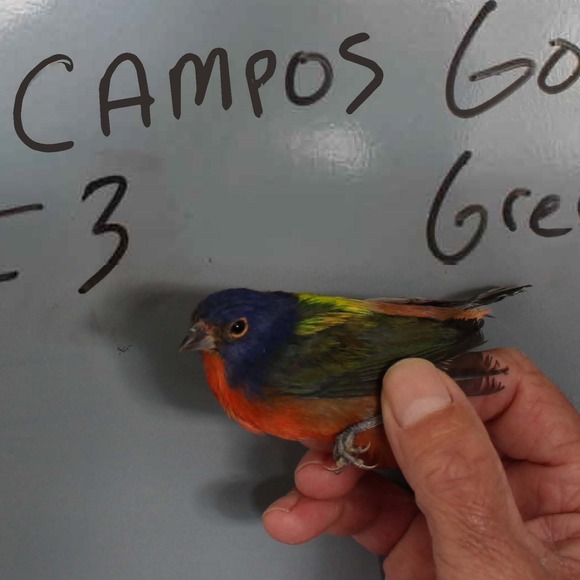 Exhibit 36 is a painted bunting. Case 8:22-cr-00287.