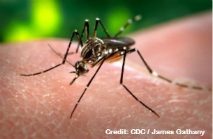 Aedes aegypti mosquitoes, like the one pictured, can become infected when they bite infected persons and can then spread the Zika virus to other persons they subsequently bite. Aedes aegypti mosquito. Credit: CDC / James Gathany