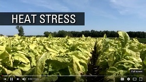 tobacco farm safety video