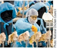 Poultry workers. Photo: National Chicken Council