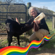 A person with wavy, gray hair and black-framed glasses crouches in front of a farm fence feeding a black calf from a bottle.