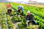 workers at a farm