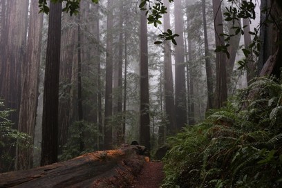 Image of tall redwoods covered in mist and fog. 