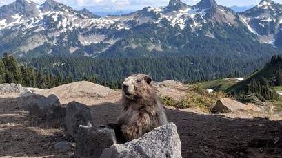 Image of a small marmot in front of a large mountain