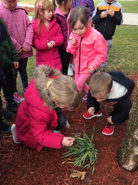 Park Avenue Elementary School kindergarten students are on the lookout for signs of spring. 