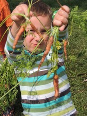 state college garden carrots