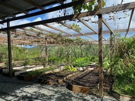Class garden on Virgin Islands